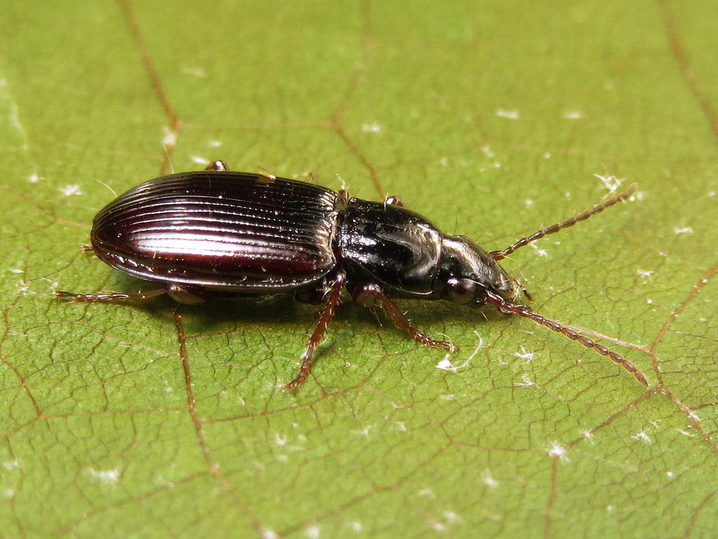 Carabidae: Pterostichus cfr. strenuus
